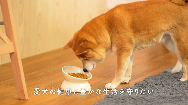 メディコート 満腹感ダイエット 1歳から ドッグフード